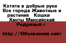 Котята в добрые руки - Все города Животные и растения » Кошки   . Ханты-Мансийский,Радужный г.